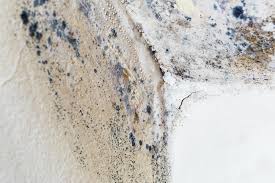 Hibbing, MN Mold Removal Services Company